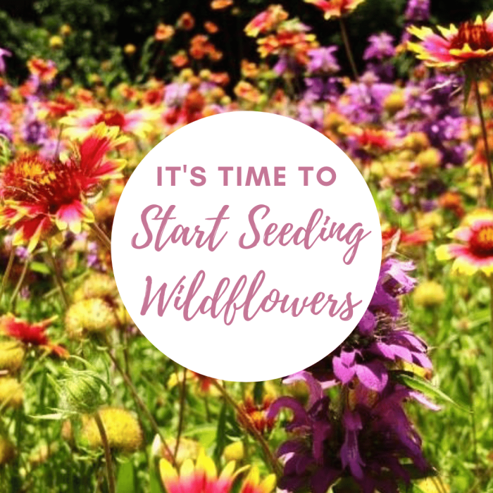 Can you plant wildflower seeds in july