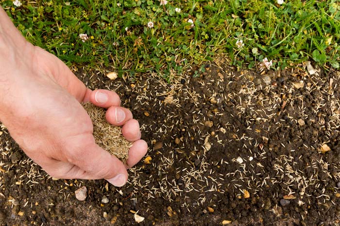 When to plant grass seed missouri