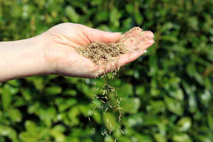 When to plant grass seed oregon