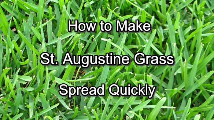 Augustine lawn sod orlando sunlight partial requirements groundsource