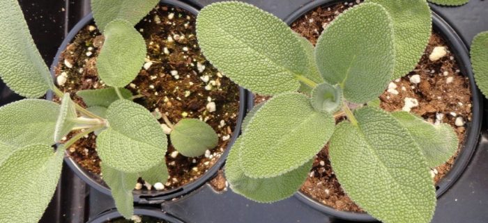 When to plant sage seeds