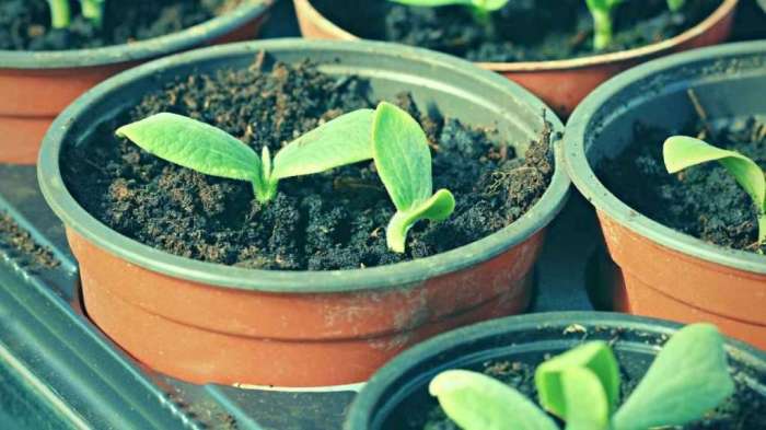 Can i plant the seeds from my pumpkin