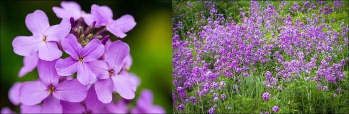 When to plant wildflower seeds in kentucky