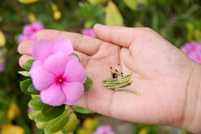 Vinca seed seeds annual catharanthus roseus growing plant flowers hand germinating gather stock