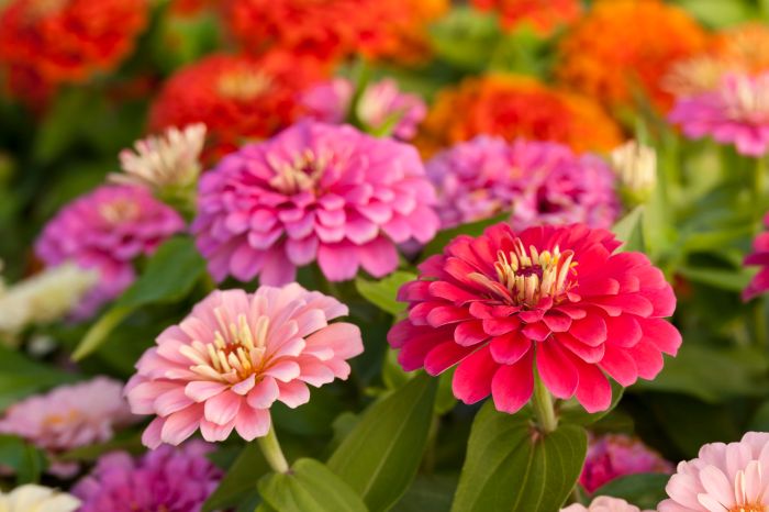 When to plant zinnia seeds in georgia