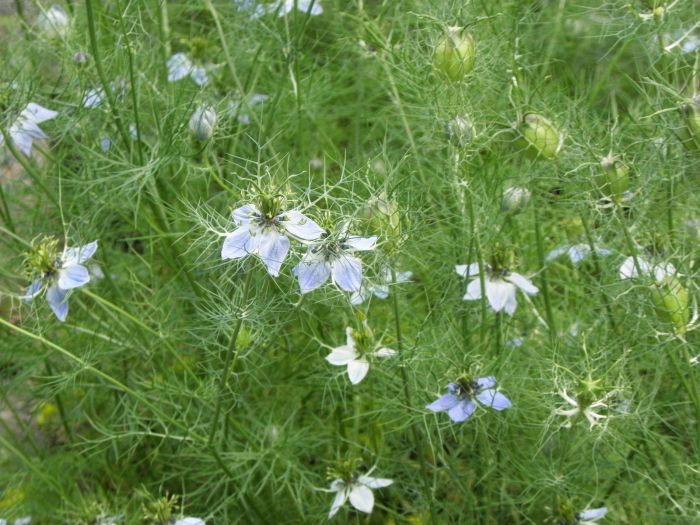 When to plant nigella seeds