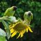 Can you plant bird sunflower seeds