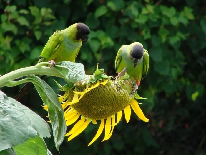 Can you plant bird sunflower seeds