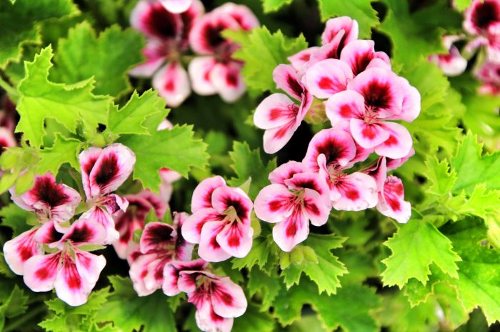 When to plant geranium seeds