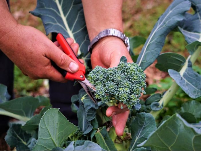 Broccoli harvesting brocolis plants cultiver comment vegetable