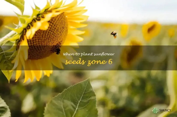 When to plant sunflower seeds in michigan