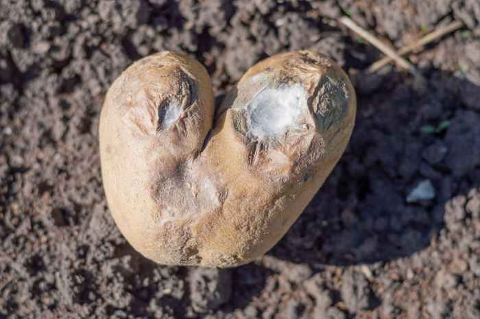 Potatoes seed plant