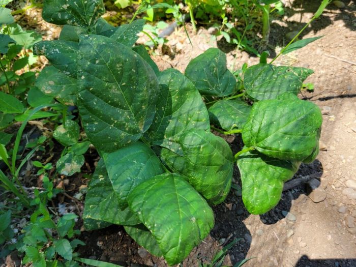 Do you soak green bean seeds before planting