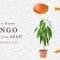 Can you plant mango seeds