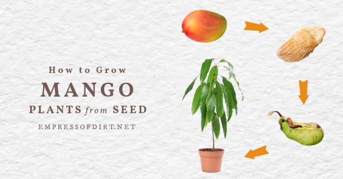 Can you plant mango seeds