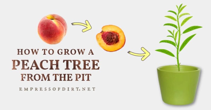 How and when to plant peach seeds