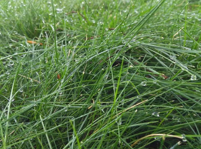 When to plant grass seed missouri