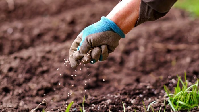 How deep can grass seed be planted