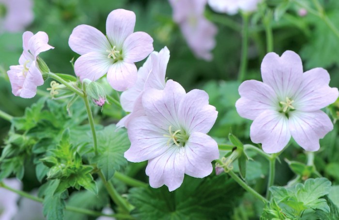 When to plant geranium seeds