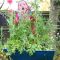 Can you plant wildflower seeds in a pot