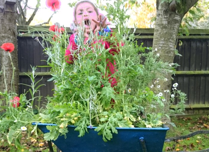 Can you plant wildflower seeds in a pot