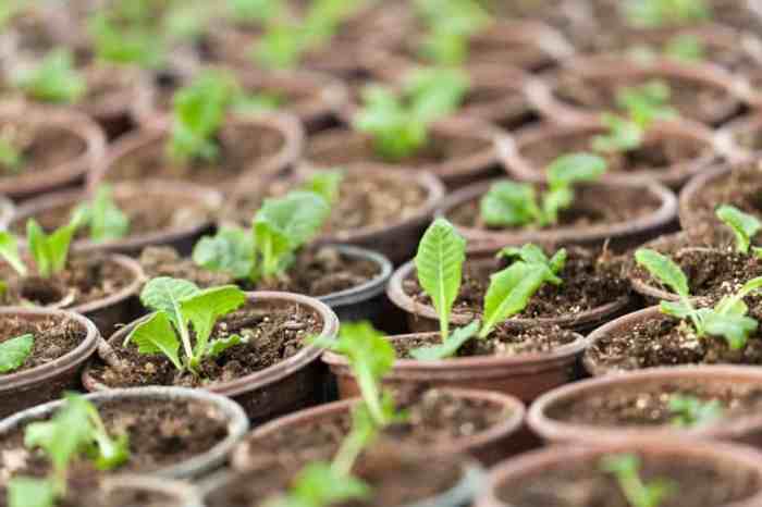 How deep to plant green beans seeds