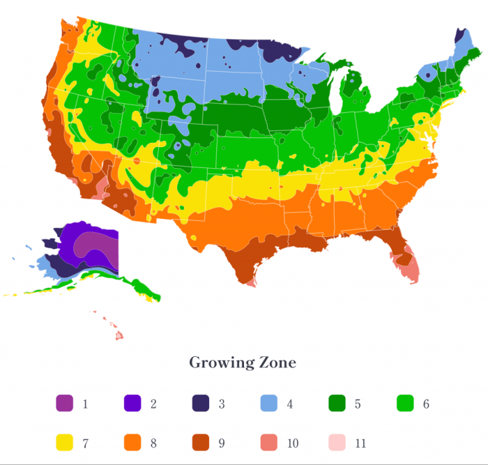 When to plant poppy seeds zone 8