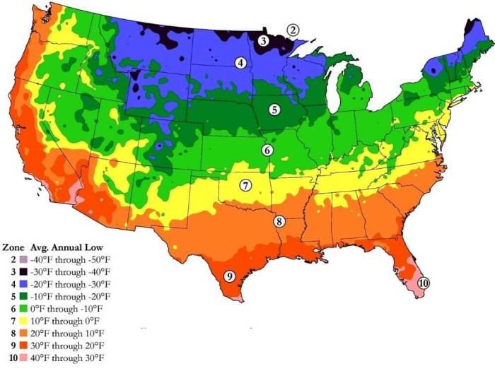 When to plant sunflower seeds zone 7