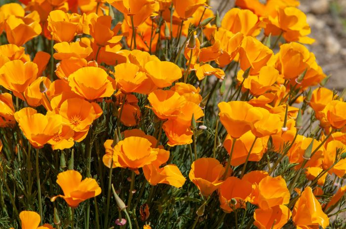 When to plant poppy seeds in california