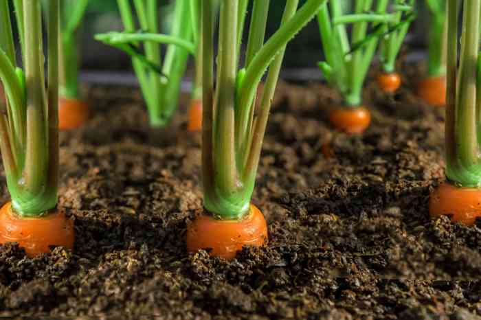 How many carrot seeds to plant