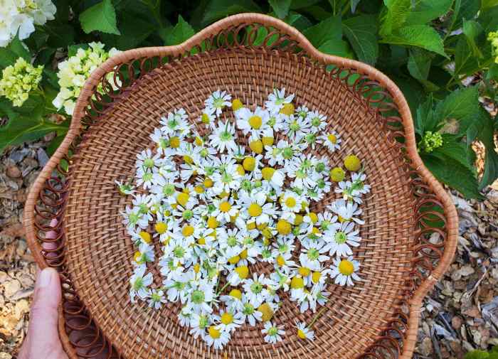 How deep to plant chamomile seeds