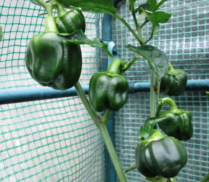 How deep do you plant bell pepper seeds