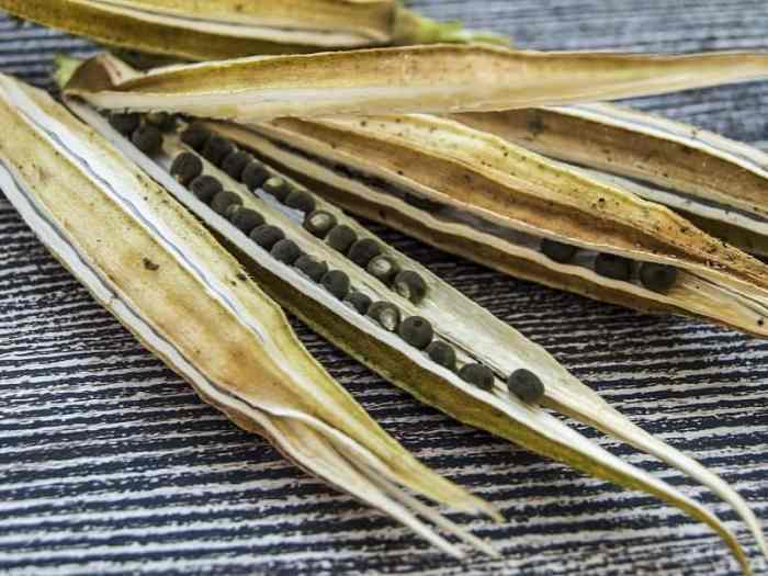 Okra seedlings