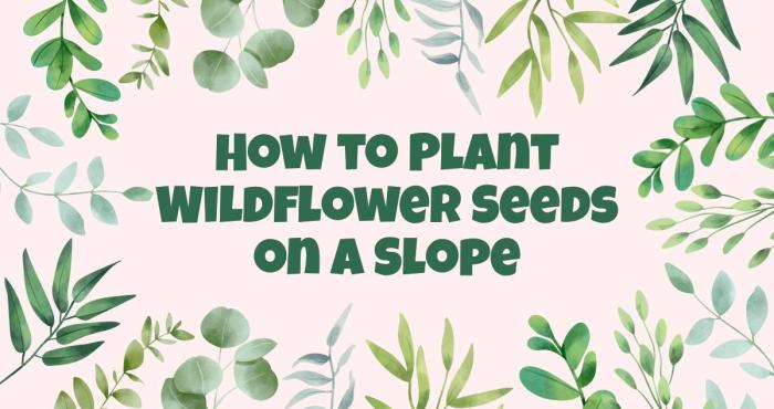 When to plant wildflower seeds georgia