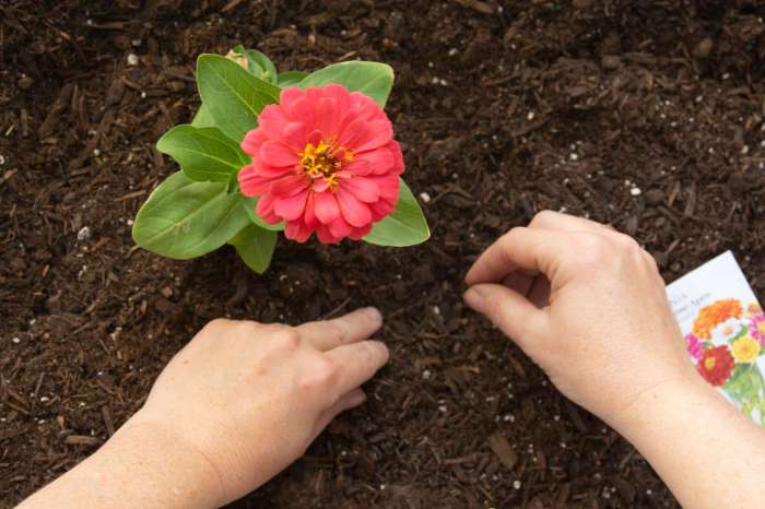 When to plant zinnia seeds in georgia