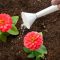 Can i plant zinnia seeds in the fall