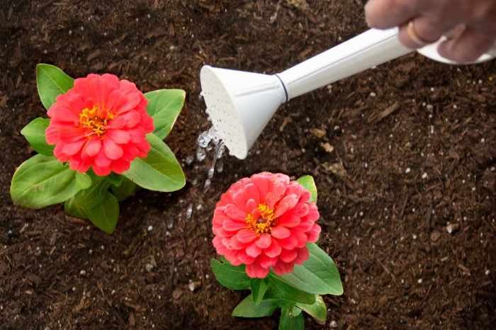 Can i plant zinnia seeds in the fall