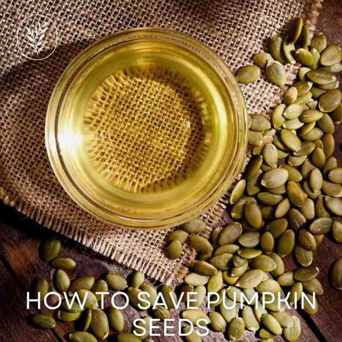 Can you save pumpkin seeds plant next year