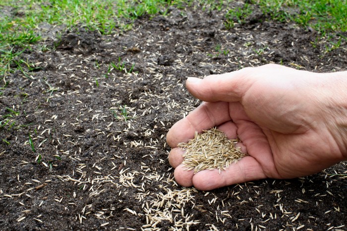 Grass seed plant fall time lawn