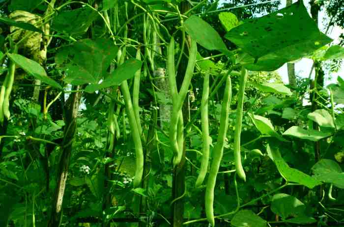 How deep to plant green beans seeds