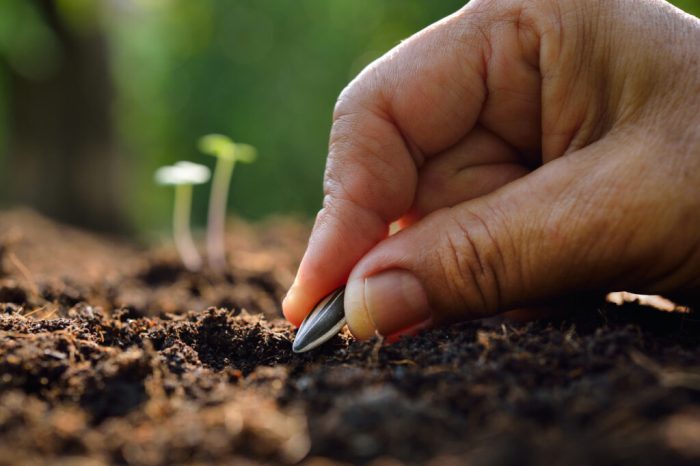 Sunflower growing timelapse girasol semilla lapse sonnenblume germinando jazz zeitraffer