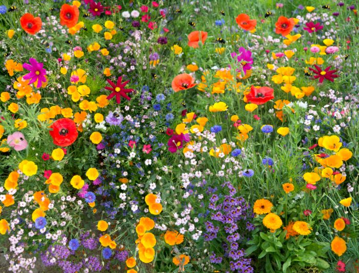 Can you plant wildflower seeds in a pot