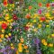 Mix annual wildflower wild seed cornfield flower meadow flowers summer mixture brilliant autumn soil sowing