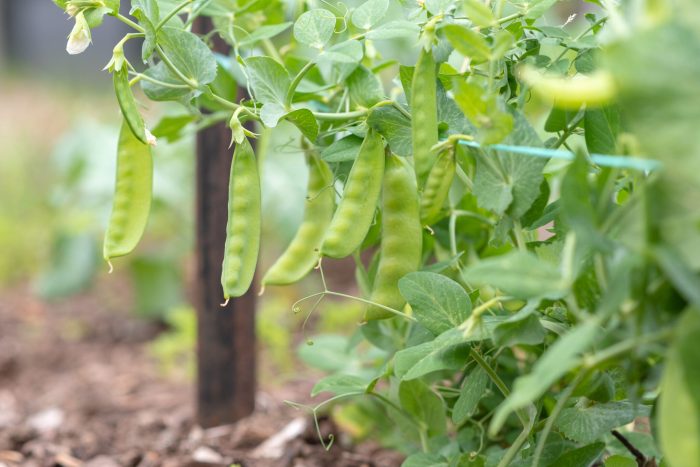 Peas trellis grow garden ideas diy tips