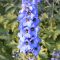 Larkspur flower delphinium flowers july month white perennials blue upright sun full garden saved pink share plants blog