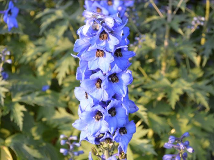 Larkspur flower delphinium flowers july month white perennials blue upright sun full garden saved pink share plants blog