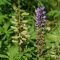 When to plant lupin seeds