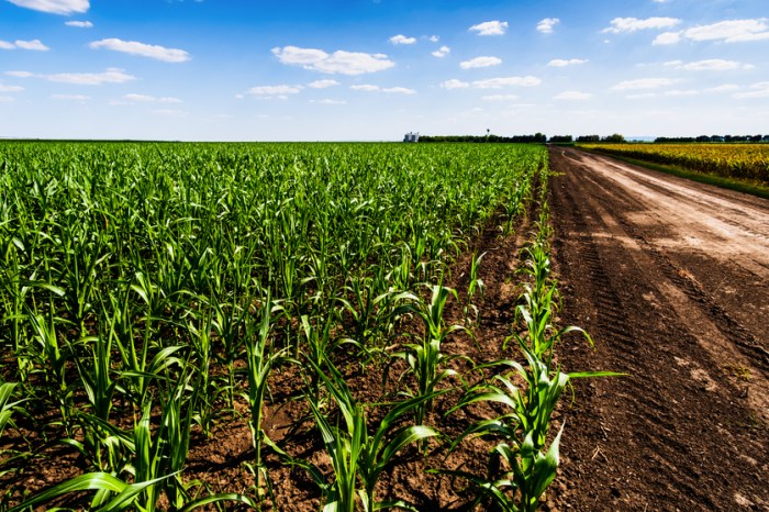 How far apart should i plant corn seeds