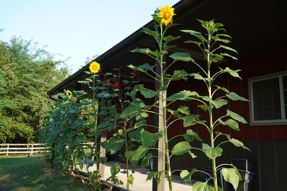 How deep to plant mammoth sunflower seeds