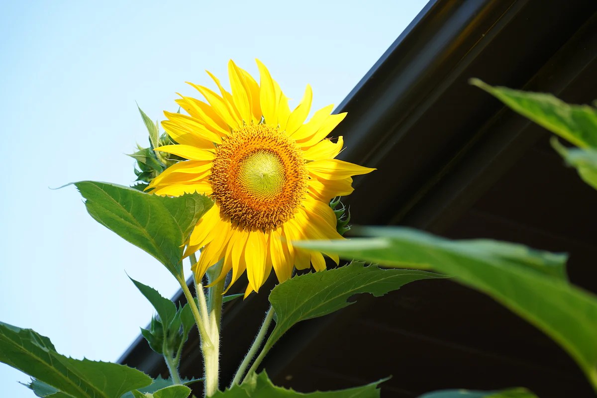 How deep to plant mammoth sunflower seeds